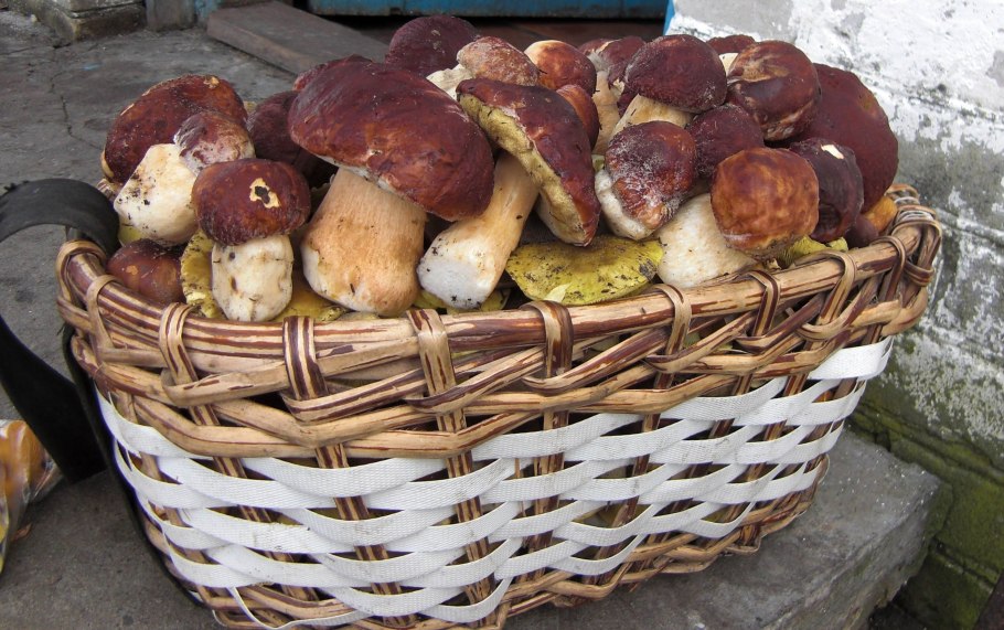 Собранные грибы