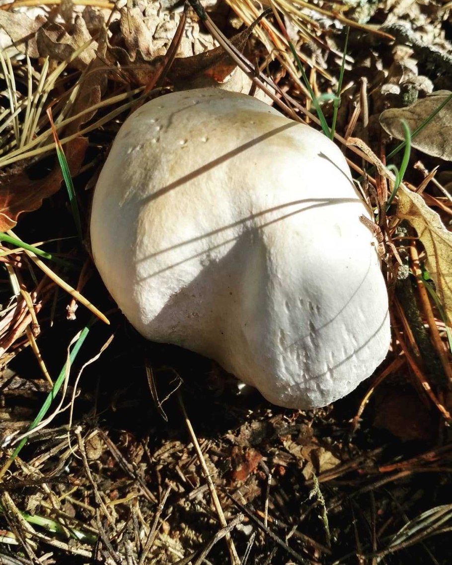 Такие разные грибы