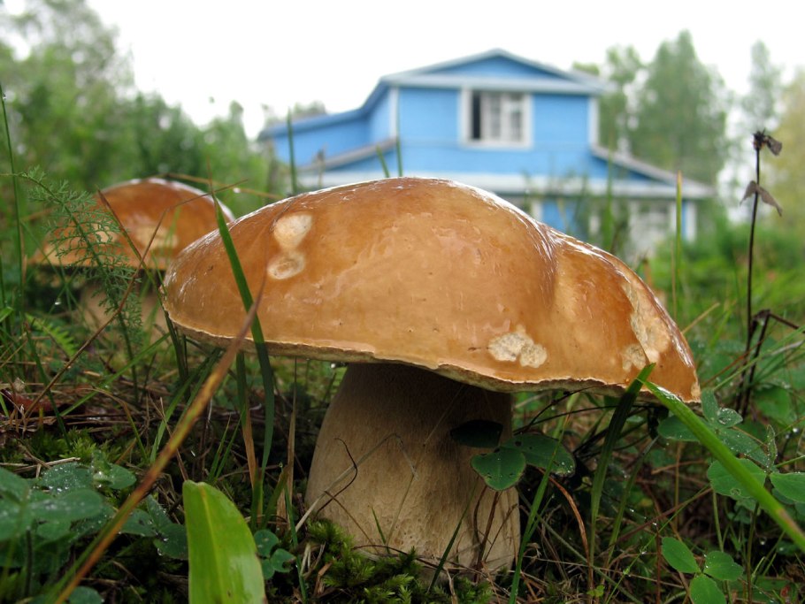 Nova funghi фото