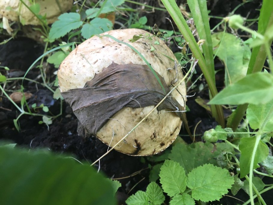 Подосиновики в клубнике