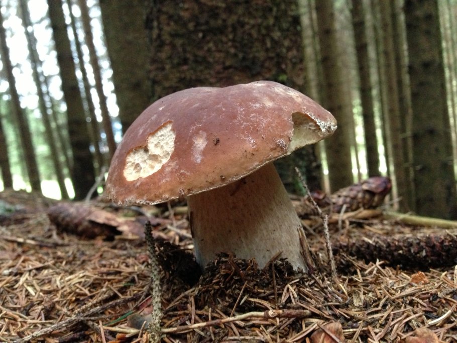 Боровик гриб