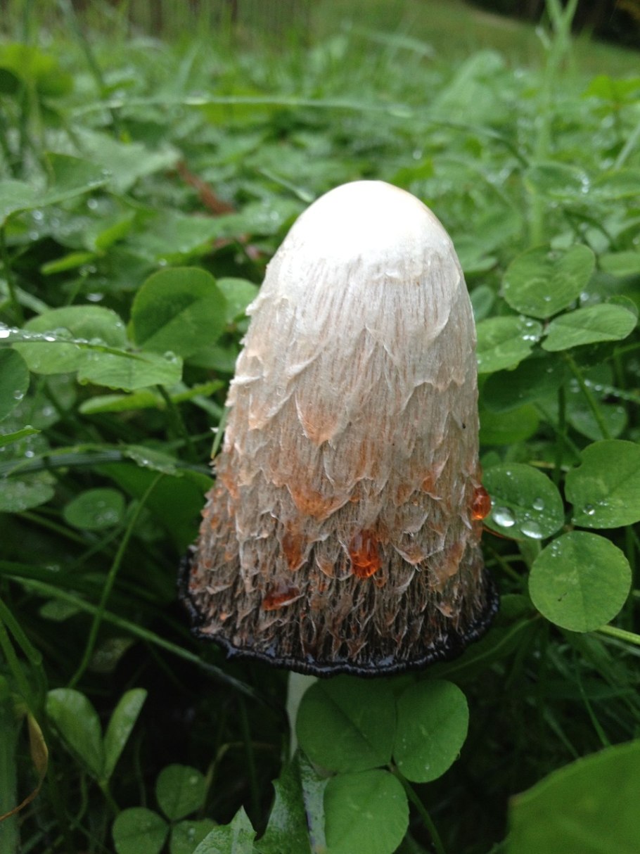 Белый гриб Boletus edulis относится к группе