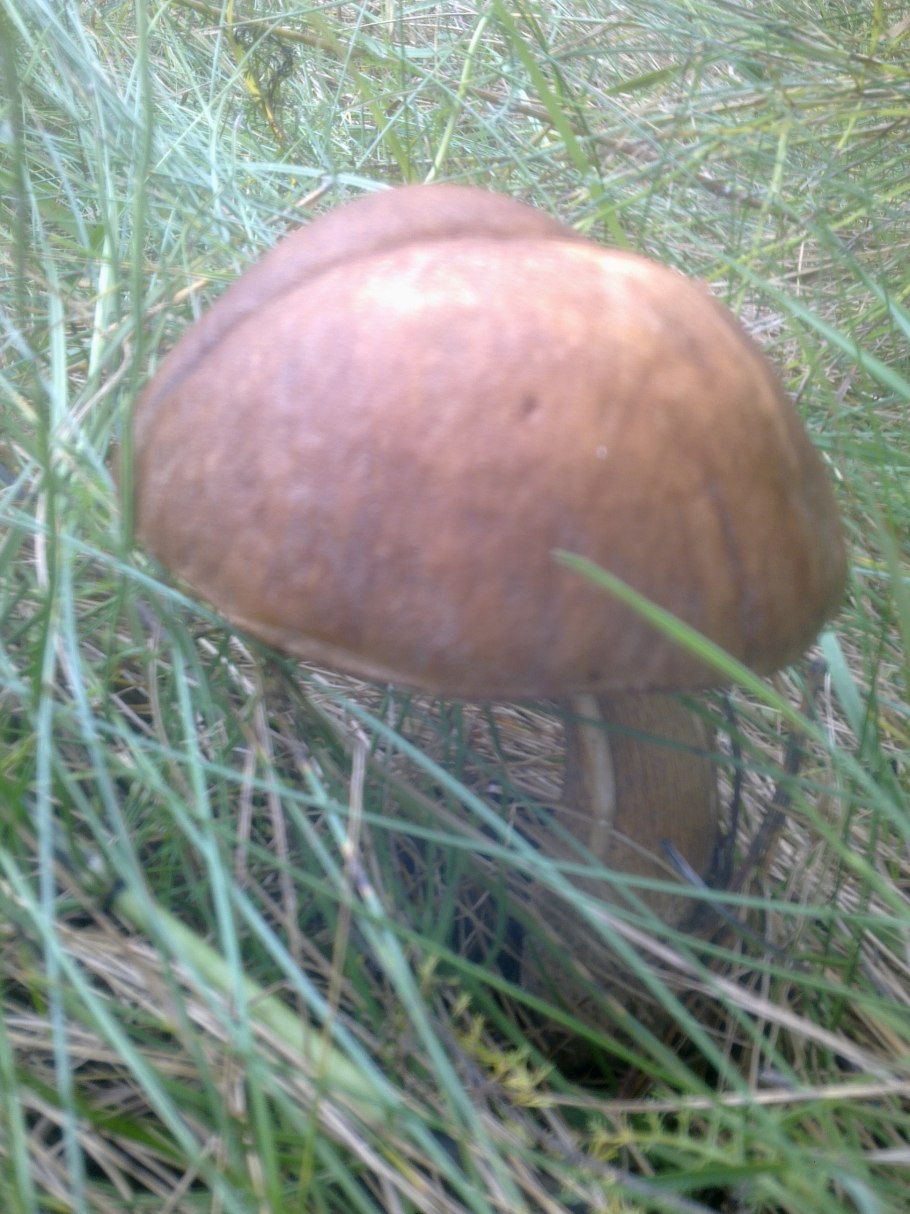 Гриб подберезовик