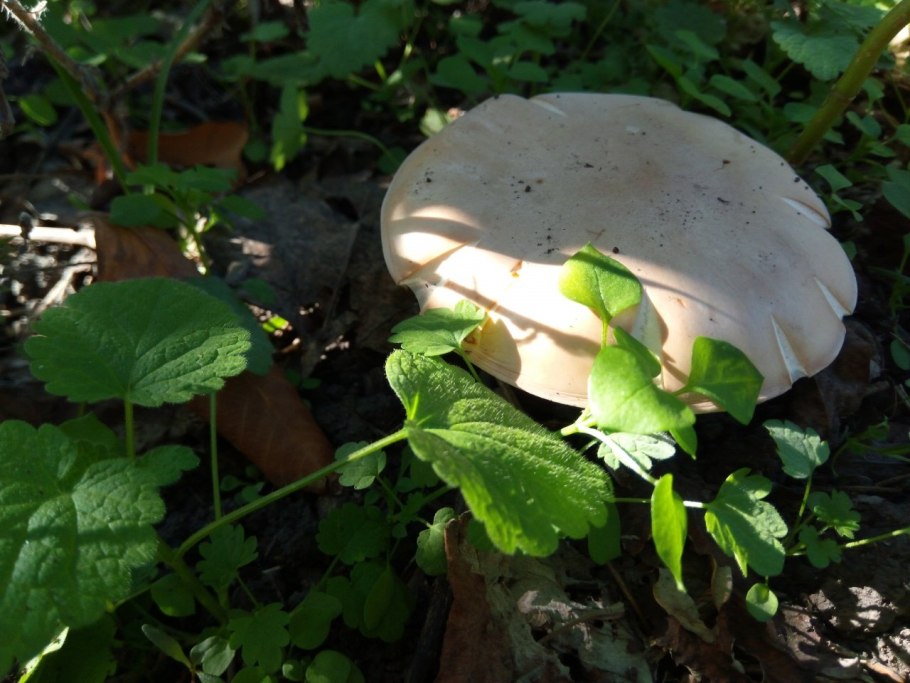 Гриб рядовка лиловоногая