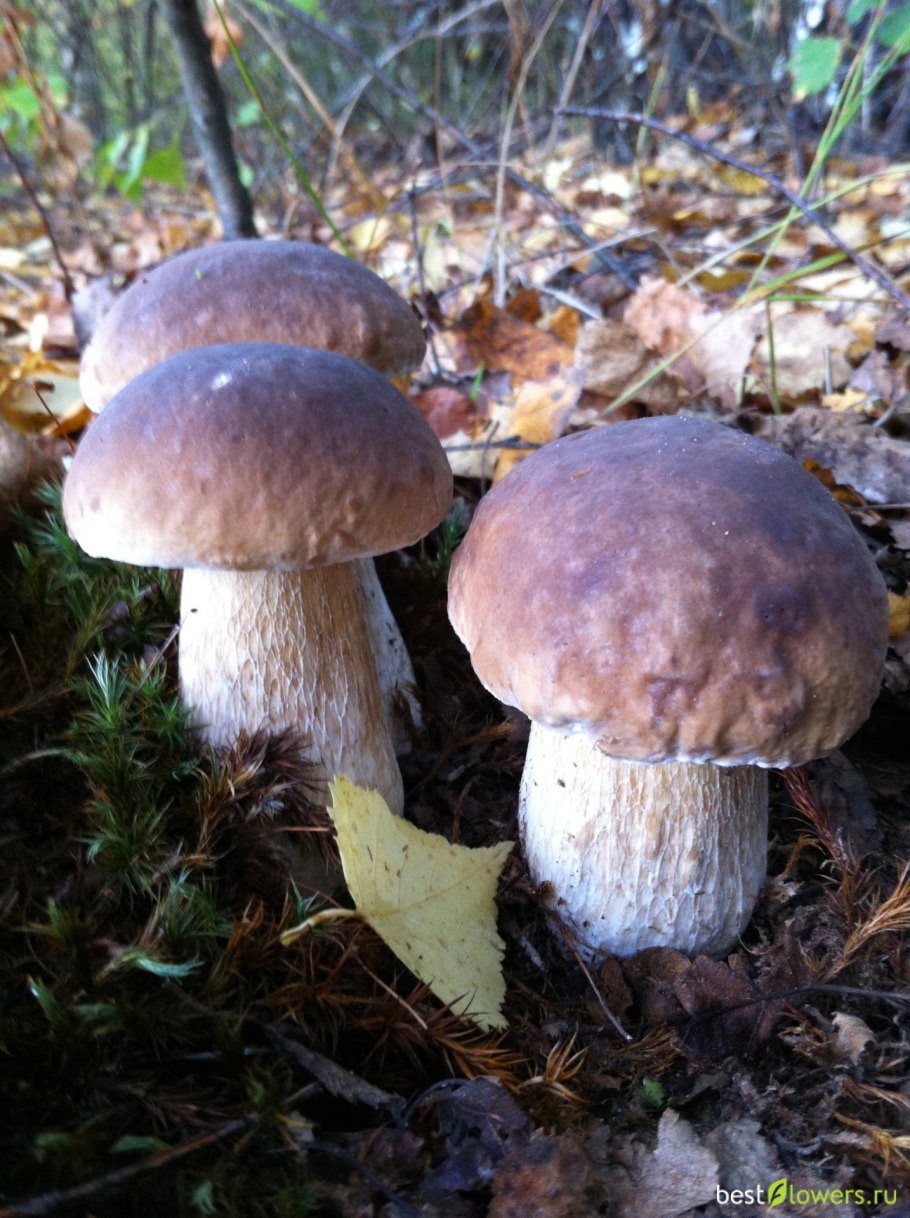 Трухман гриб