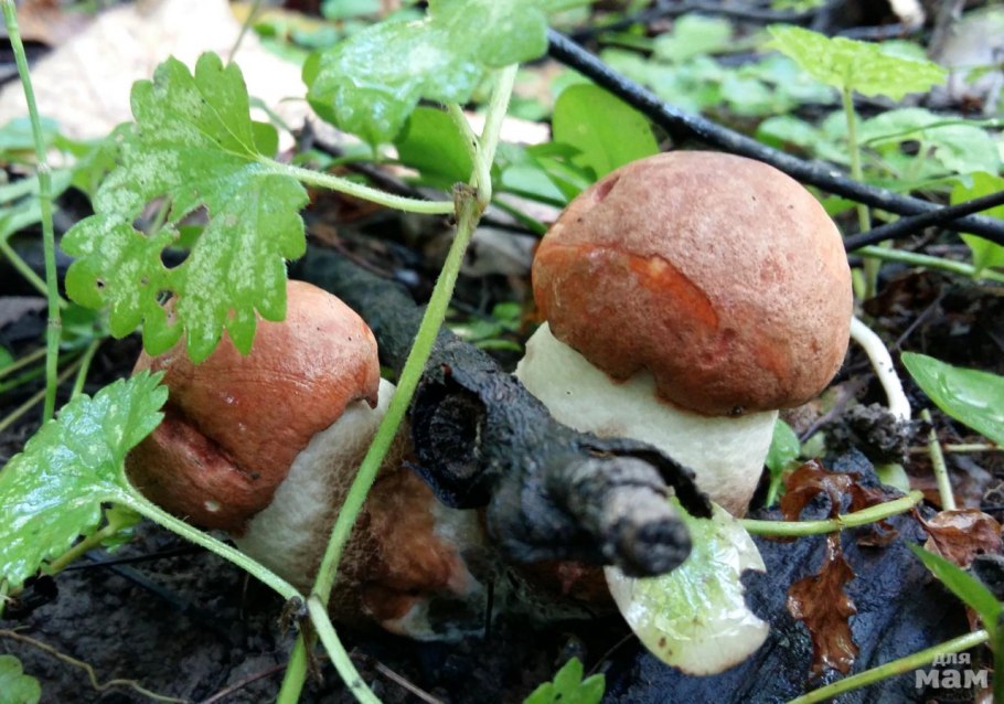 Белые грибы на участке