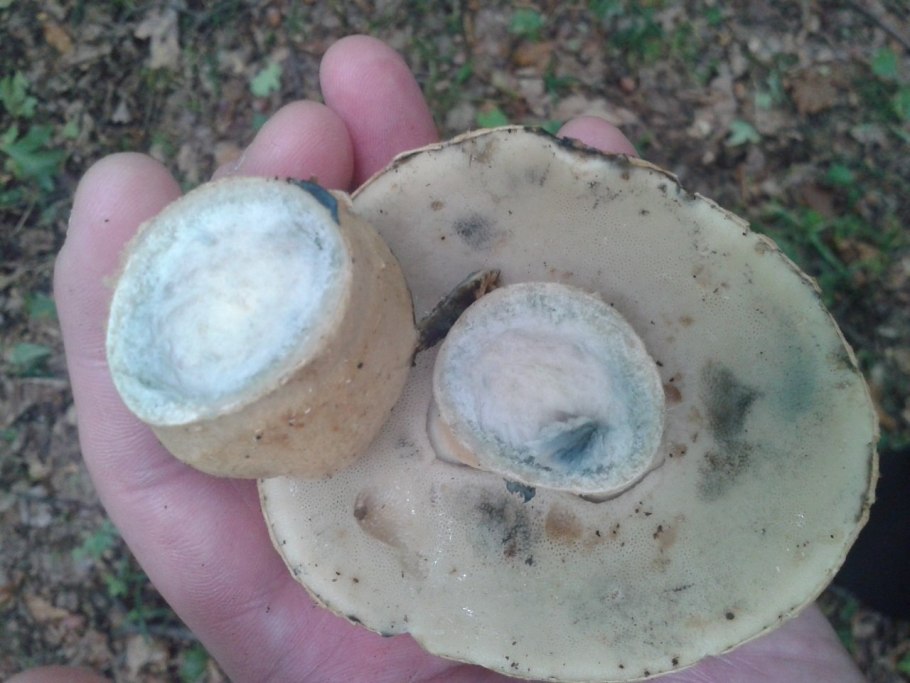 Синеющий гриб похожий на белый