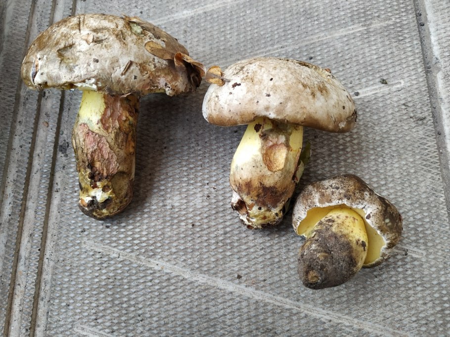 Болетус синеющий