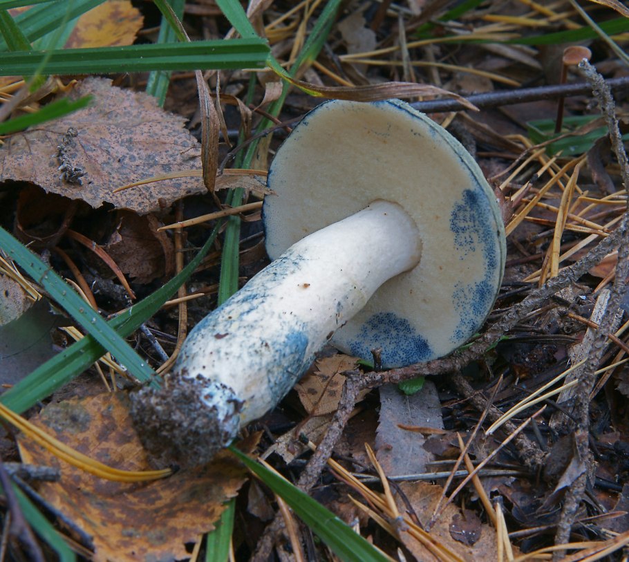 Гиропорус синеющий (Gyroporus cyanescens)