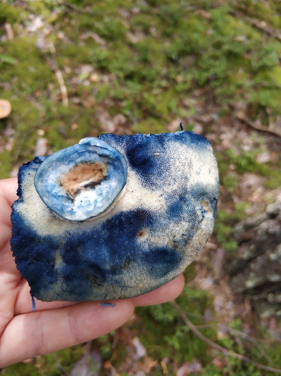 Гиропорус синеющий (Gyroporus cyanescens)