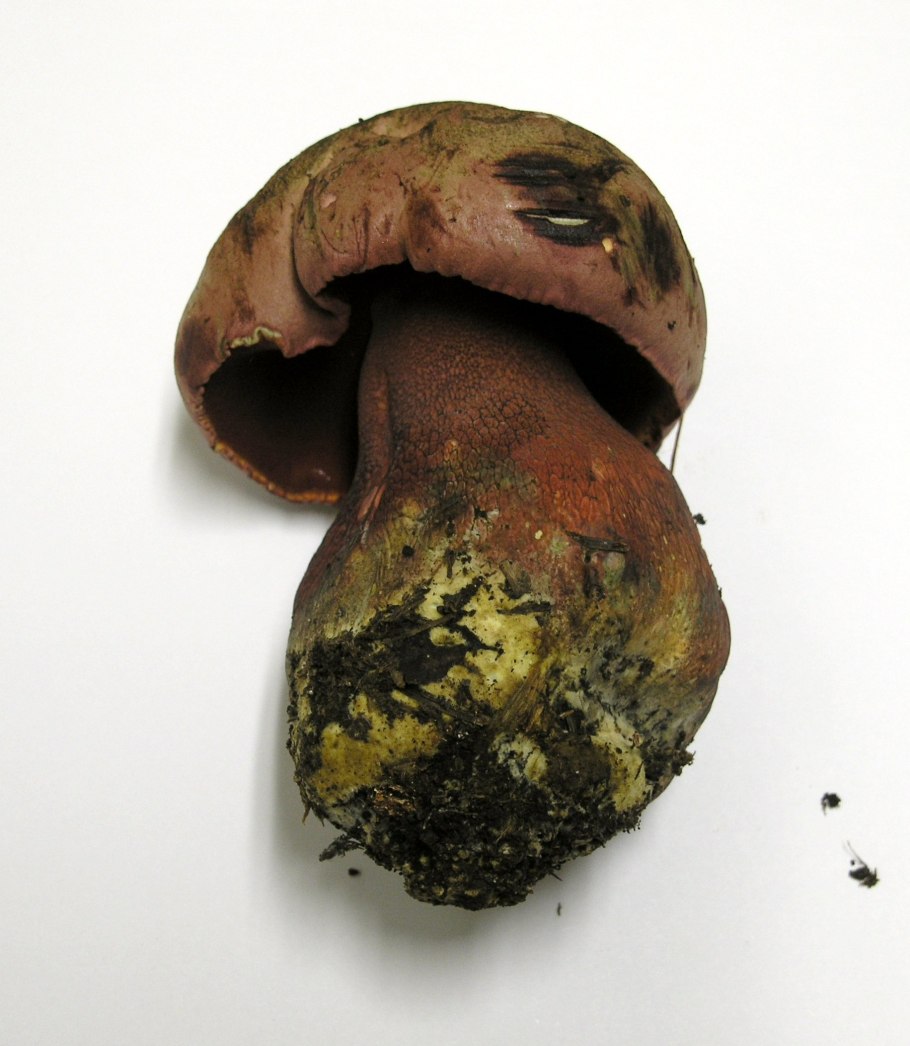 Боровик прекрасный Boletus pulcherrimus