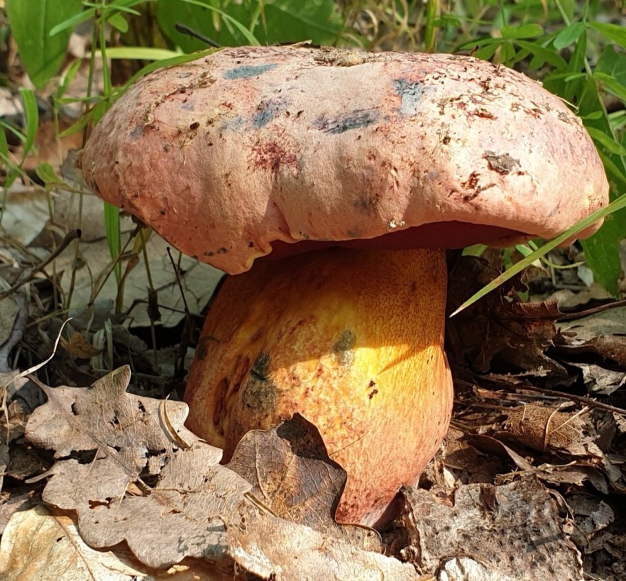 Боровик розовокожий гриб