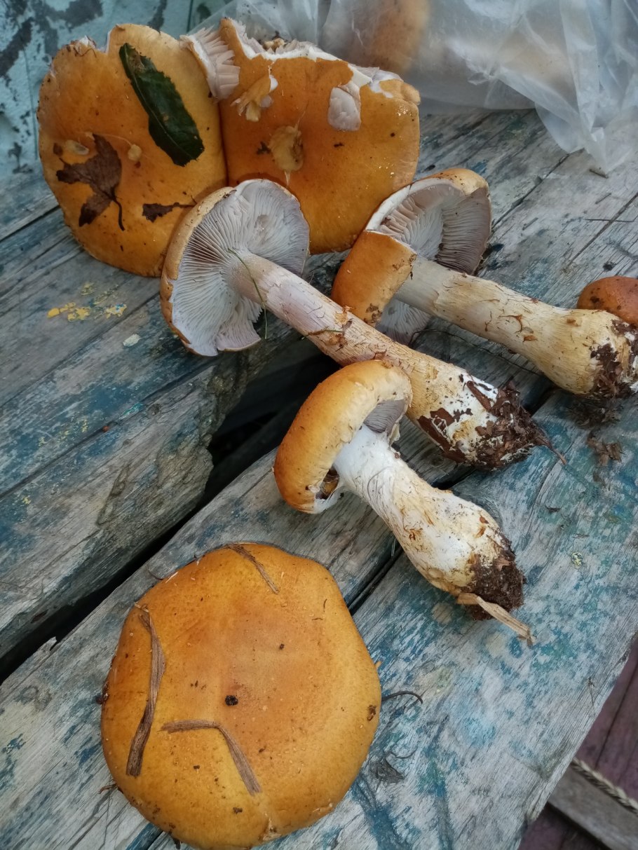 Cortinarius паутинник