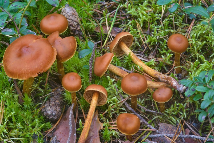 Гриб паутинник браслетчатый