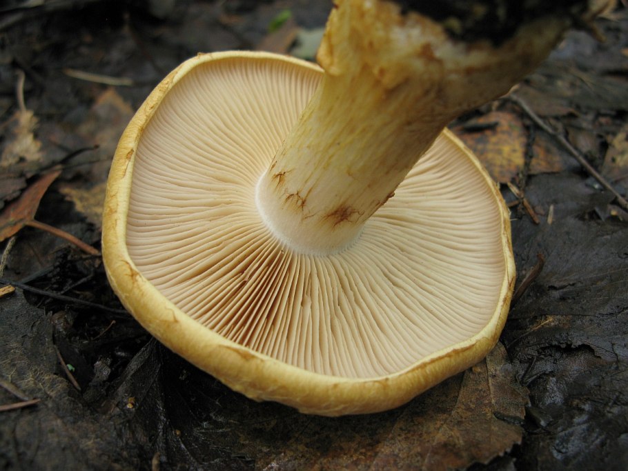 Паутинник болотный