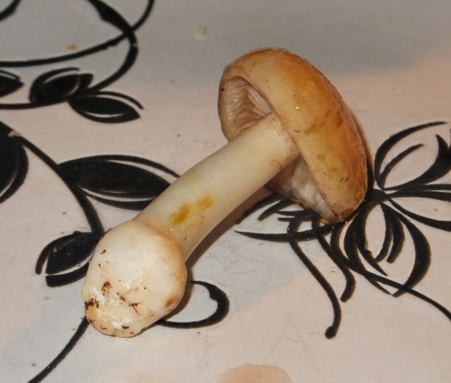 Паутинник гриб намазанный