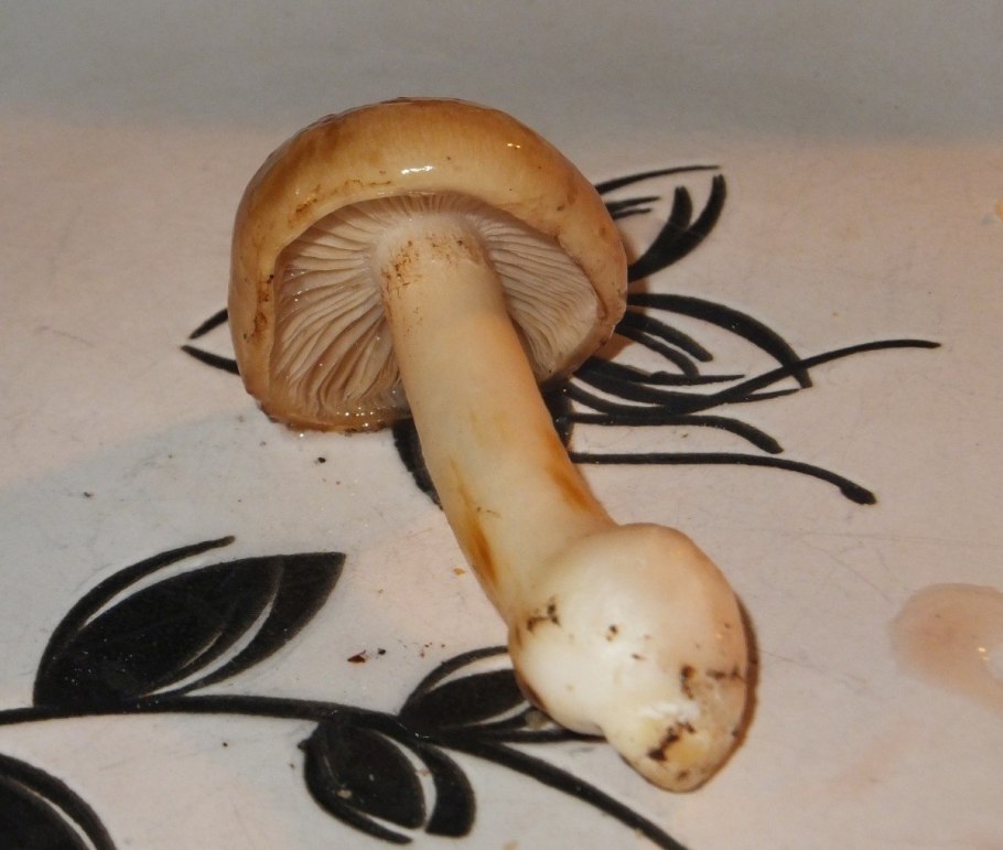 Паутинник намазанный Вишневский