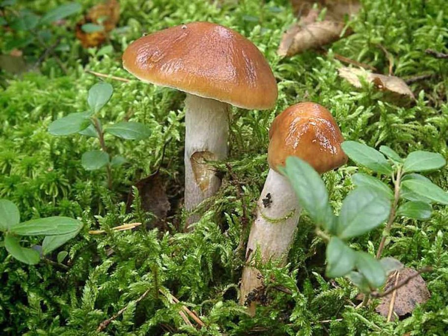 Паутинник слизевой гриб