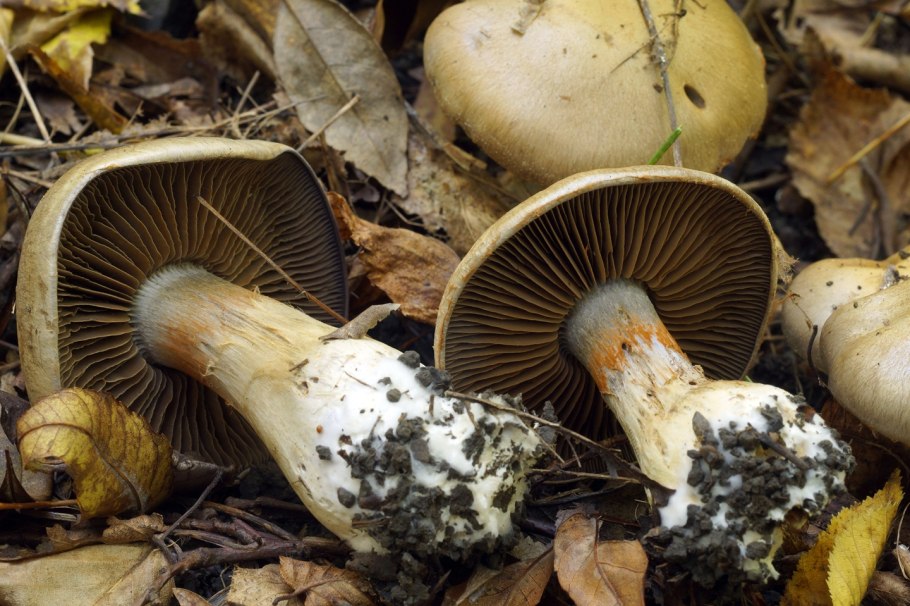 Паутинник коричный (Cortinarius cinnamomeus)
