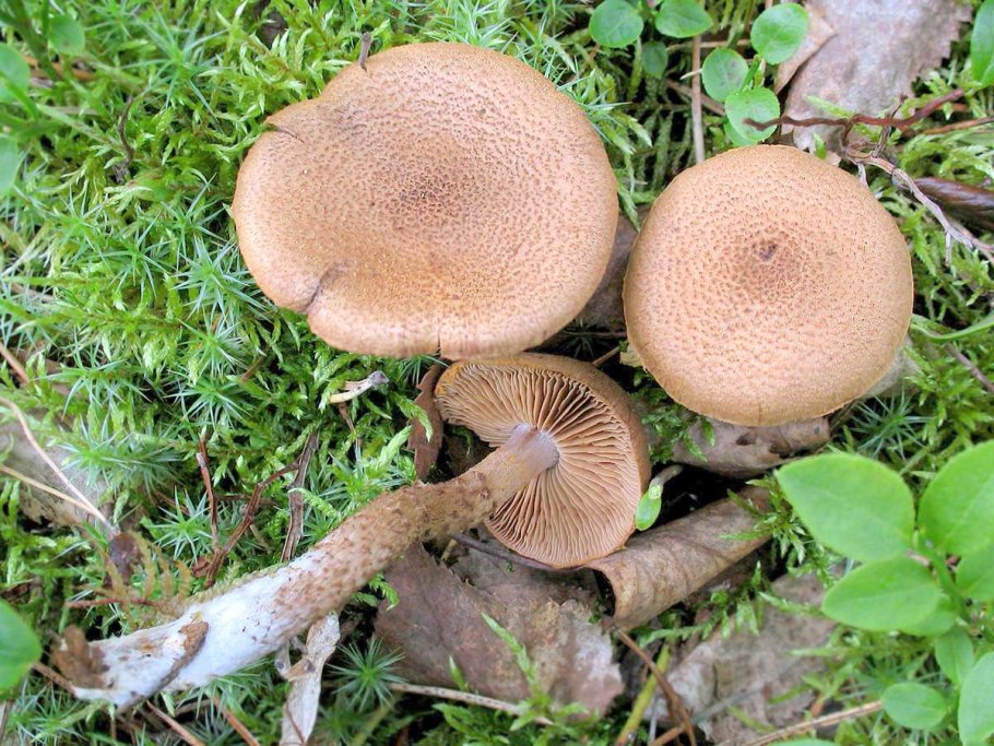 Паутинник браслетчатый