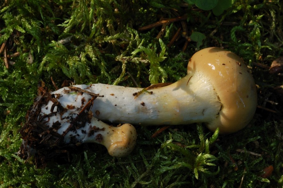 Паутинник Триумфальный - Cortinarius Triumphans