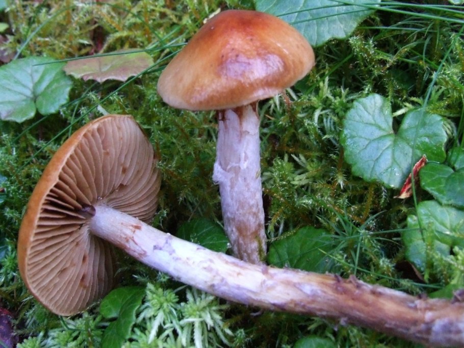 Паутинник пачкающий Cortinarius