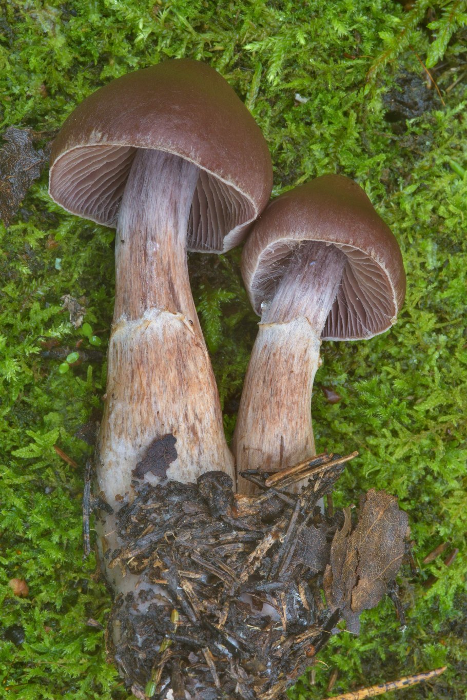 Паутинник розовый