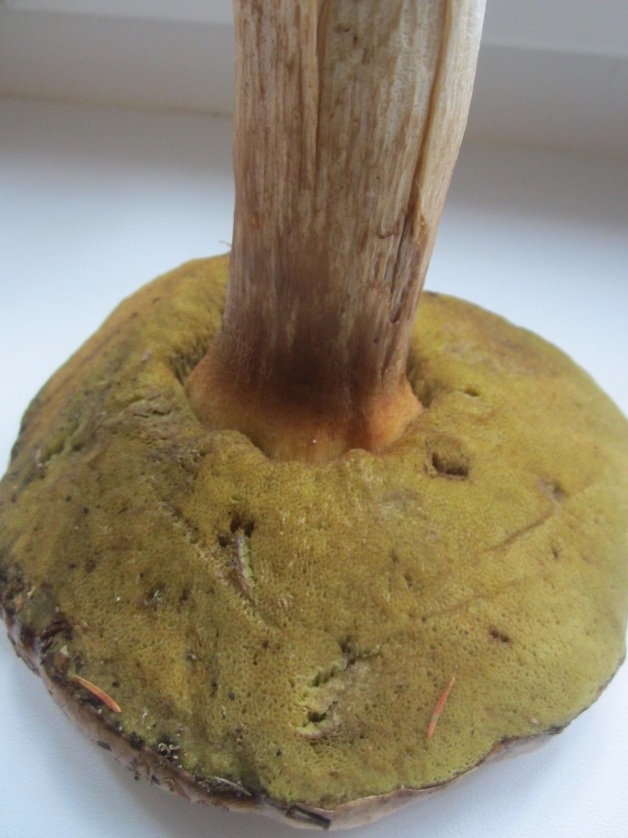 Паутинник плюшевый