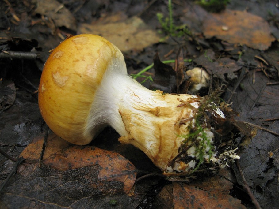 Паутинник гриб намазанный