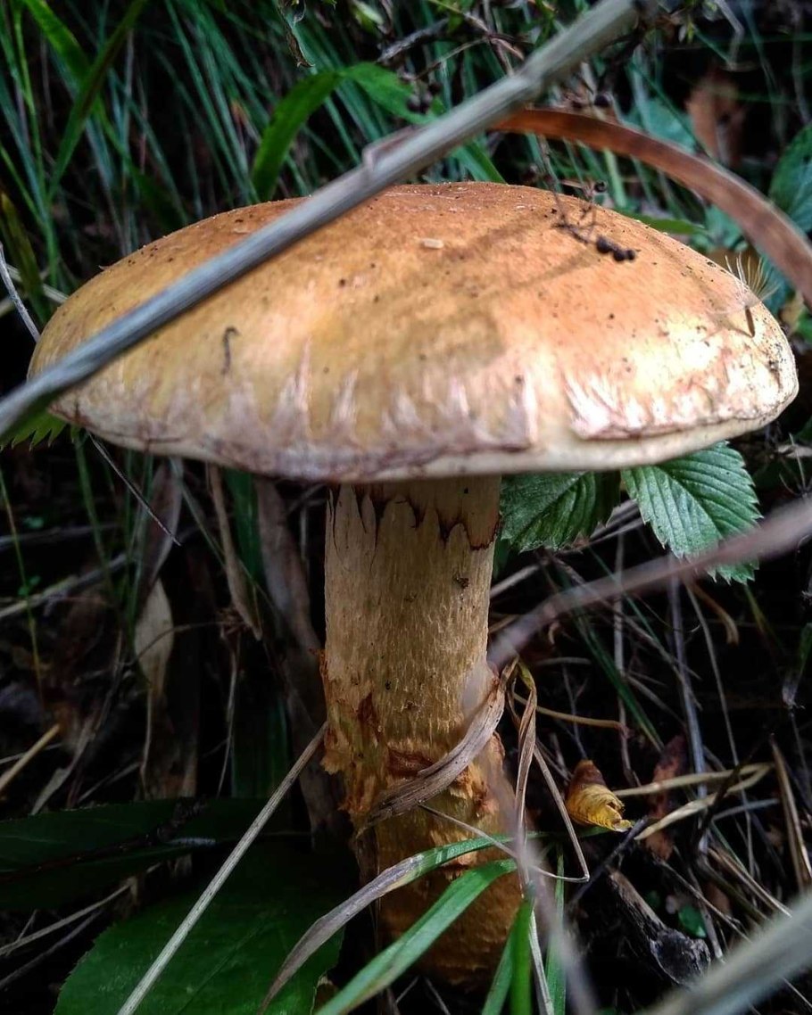 Паутинник аномальный гриб