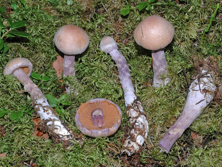 Паутинник пачкающий Cortinarius
