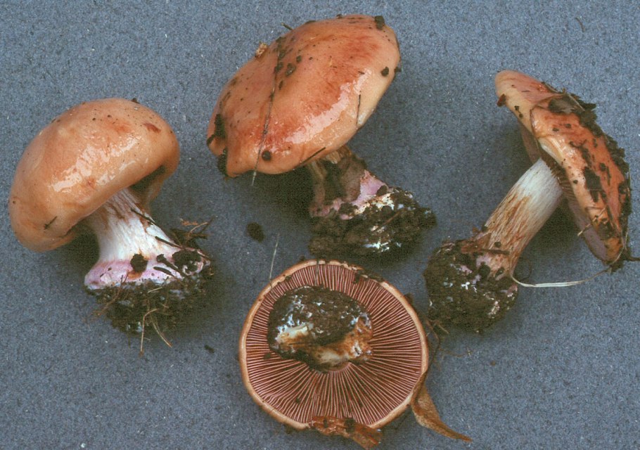 Паутинник коричный (Cortinarius cinnamomeus)