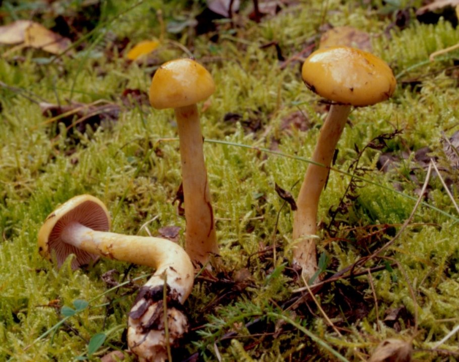 Паутинник гриб намазанный