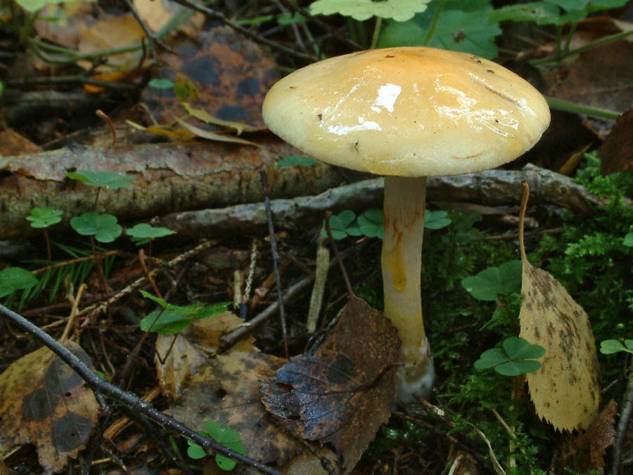 Паутинник гриб намазанный