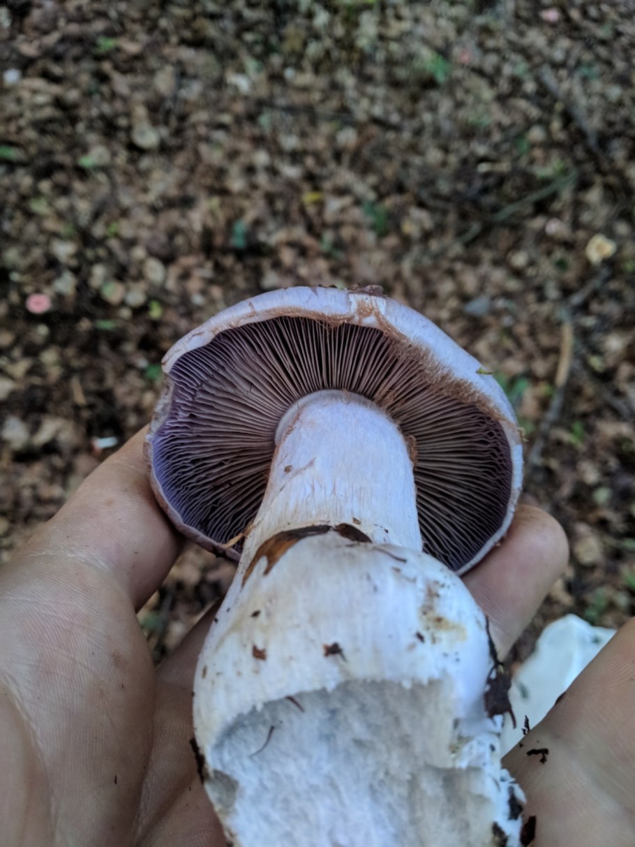 Паутинник желтый (Cortinarius Triumphans)