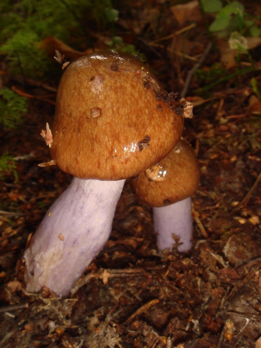 Паутинник Триумфальный