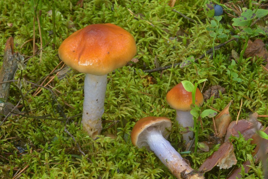 Паутинник Триумфальный гриб