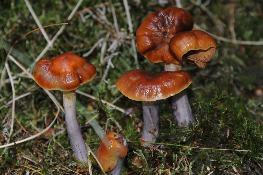 Паутинник ленивый Cortinarius Bolaris