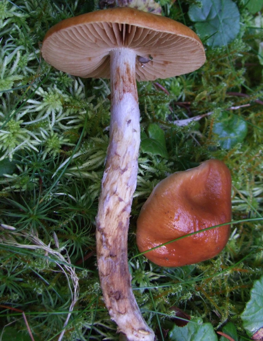 Белый гриб губка