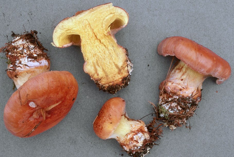 Паутинник пачкающий Cortinarius collinitus