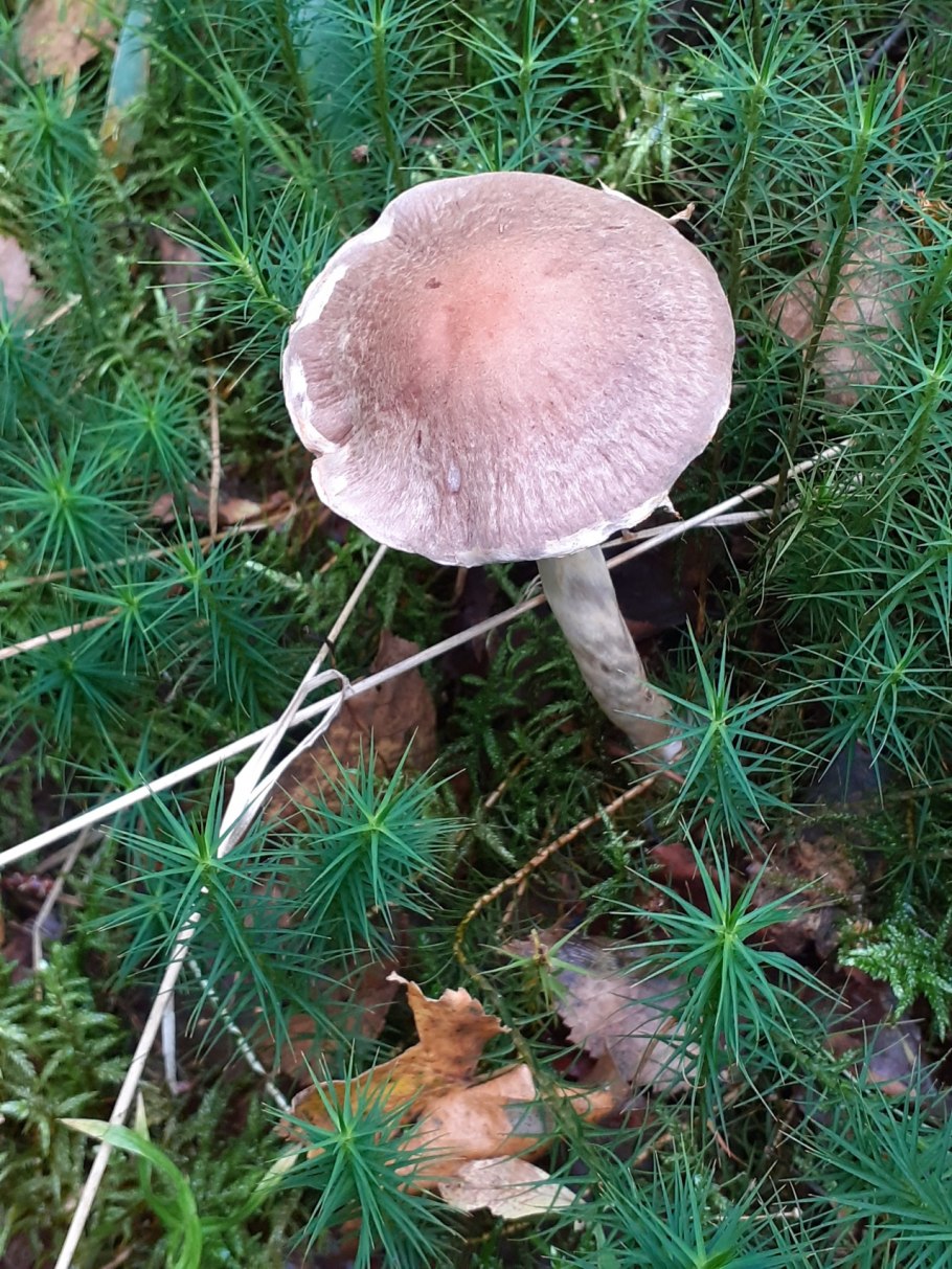 Паутинник лиловый Cortinarius traganus