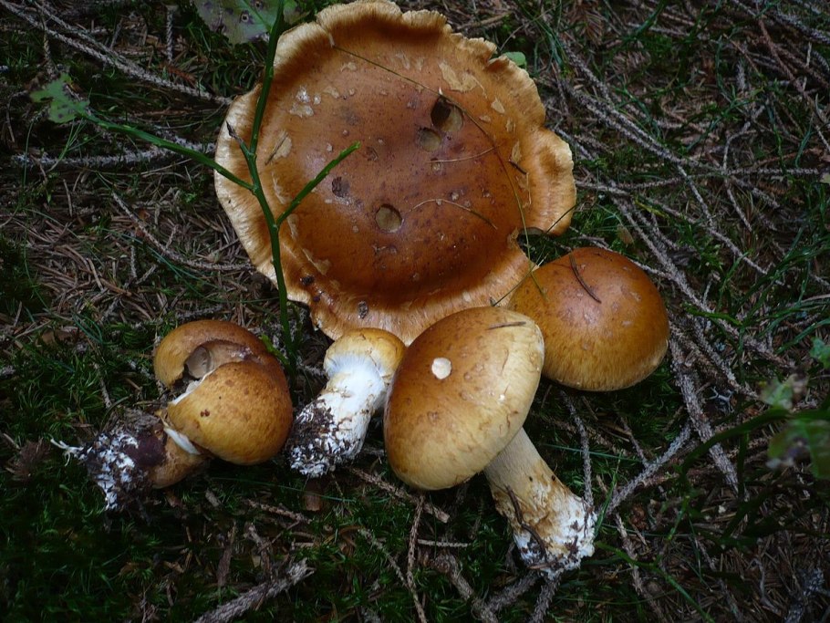 Паутинник превосходный