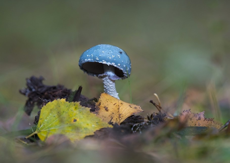 Гриб паутинник сиреневый