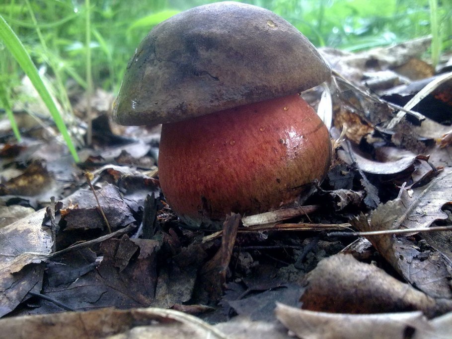 Поддубовик Крымский гриб