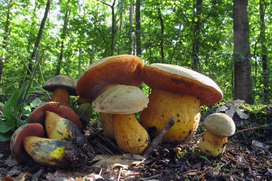 Поддубник польский гриб