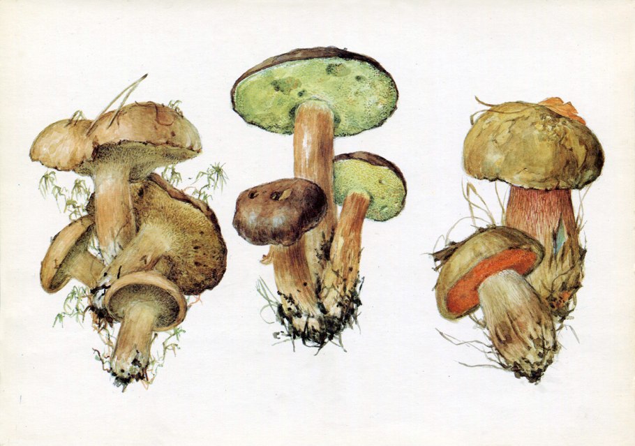 Дубовик зернистоногий