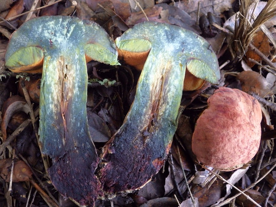 Дубовик крапчатый Boletus erythropus