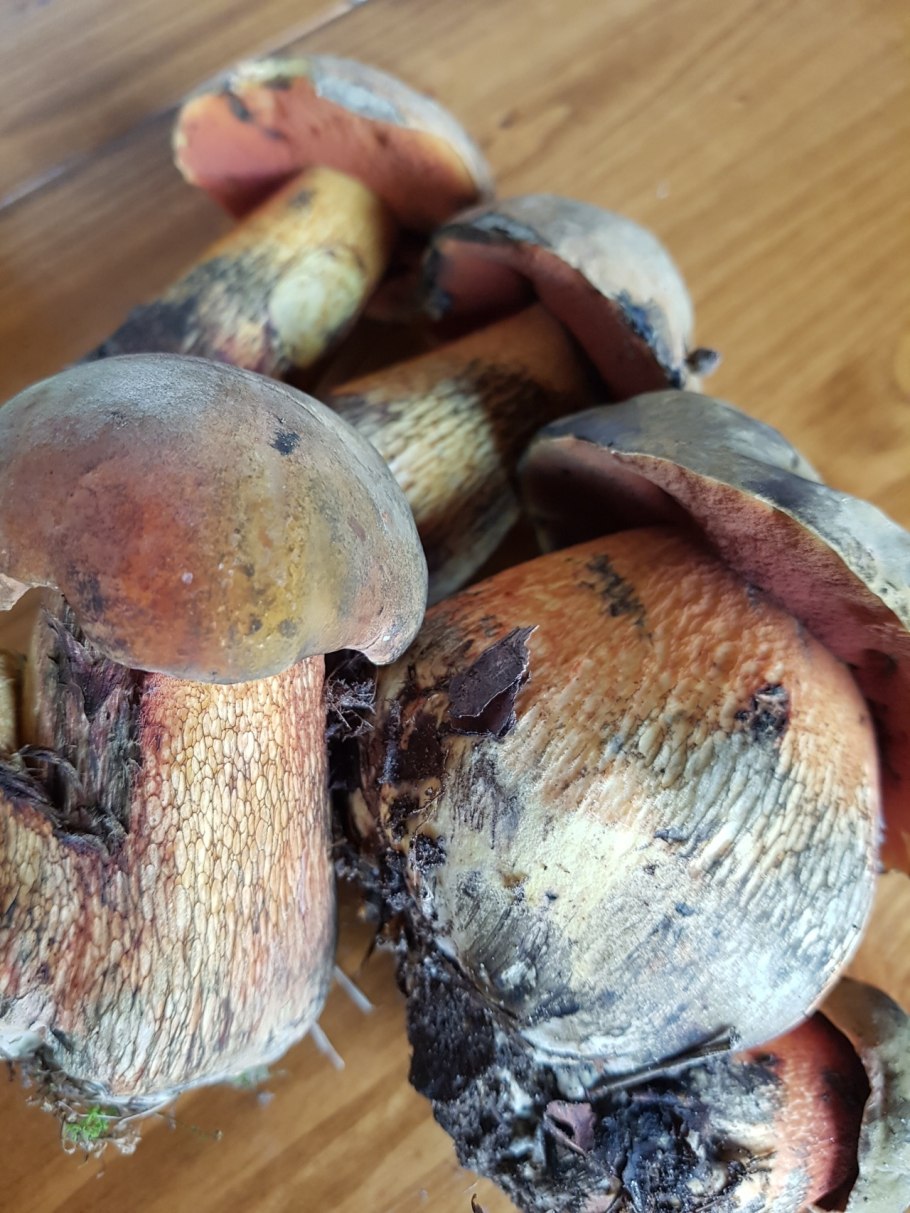 Поддубовик гриб синеющий