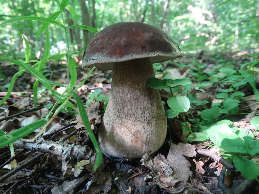 Дубовик и польский гриб