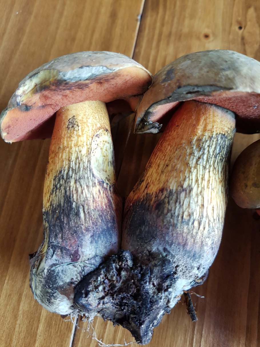 Гриб поддубовик (Дубовик)